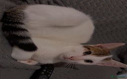 British Shorthair cats for sale: Kittens to go asap - Image 3