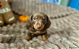Dachshund dogs for sale: Dachshunds mini puppies   - Image 15