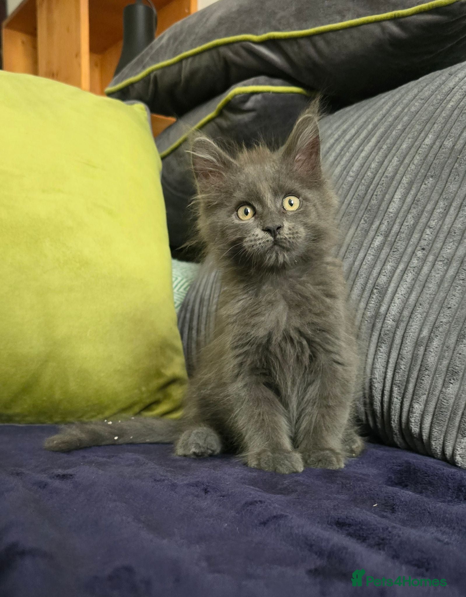 Maine Coon cats Maine coon kittens - Advert 12