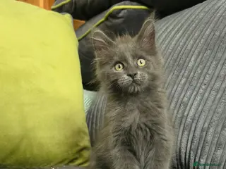 Maine Coon cats Maine coon kittens - Advert 12