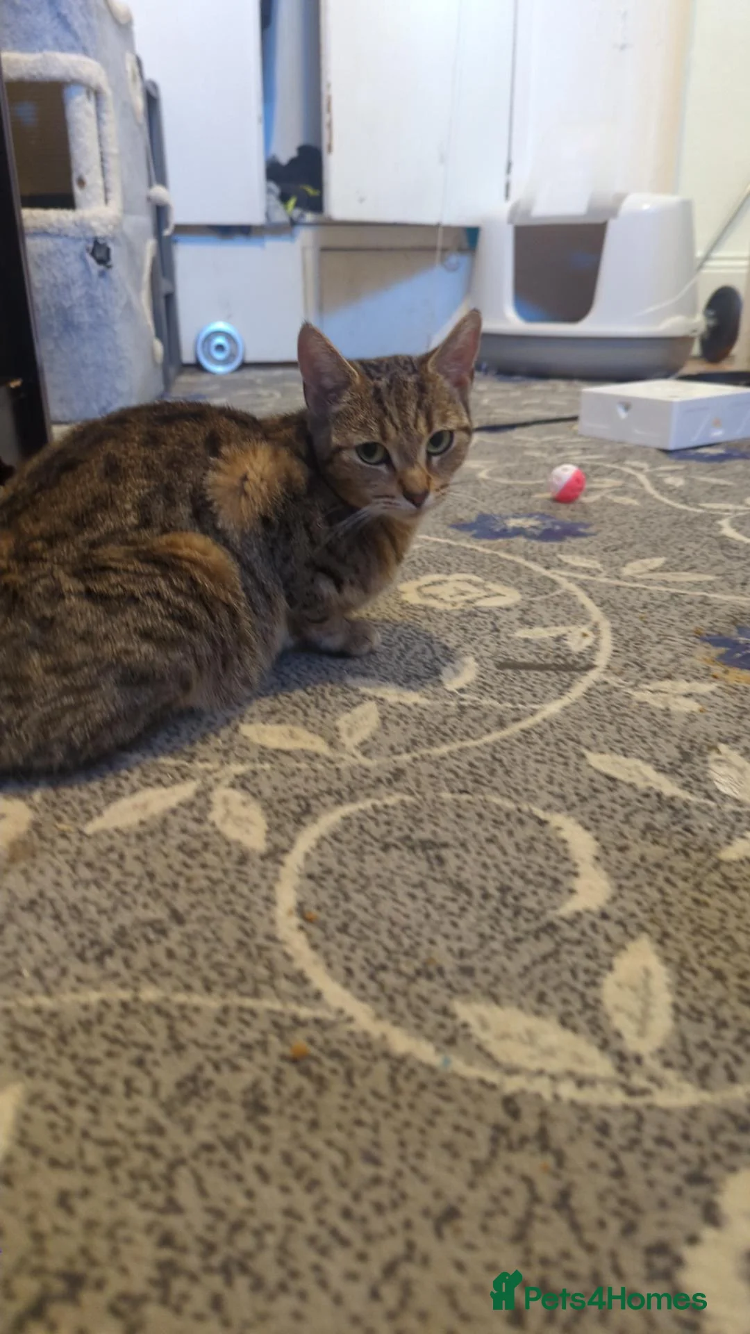 European cats for sale: 2 Beautiful Boy Tabby's  - Advert 21