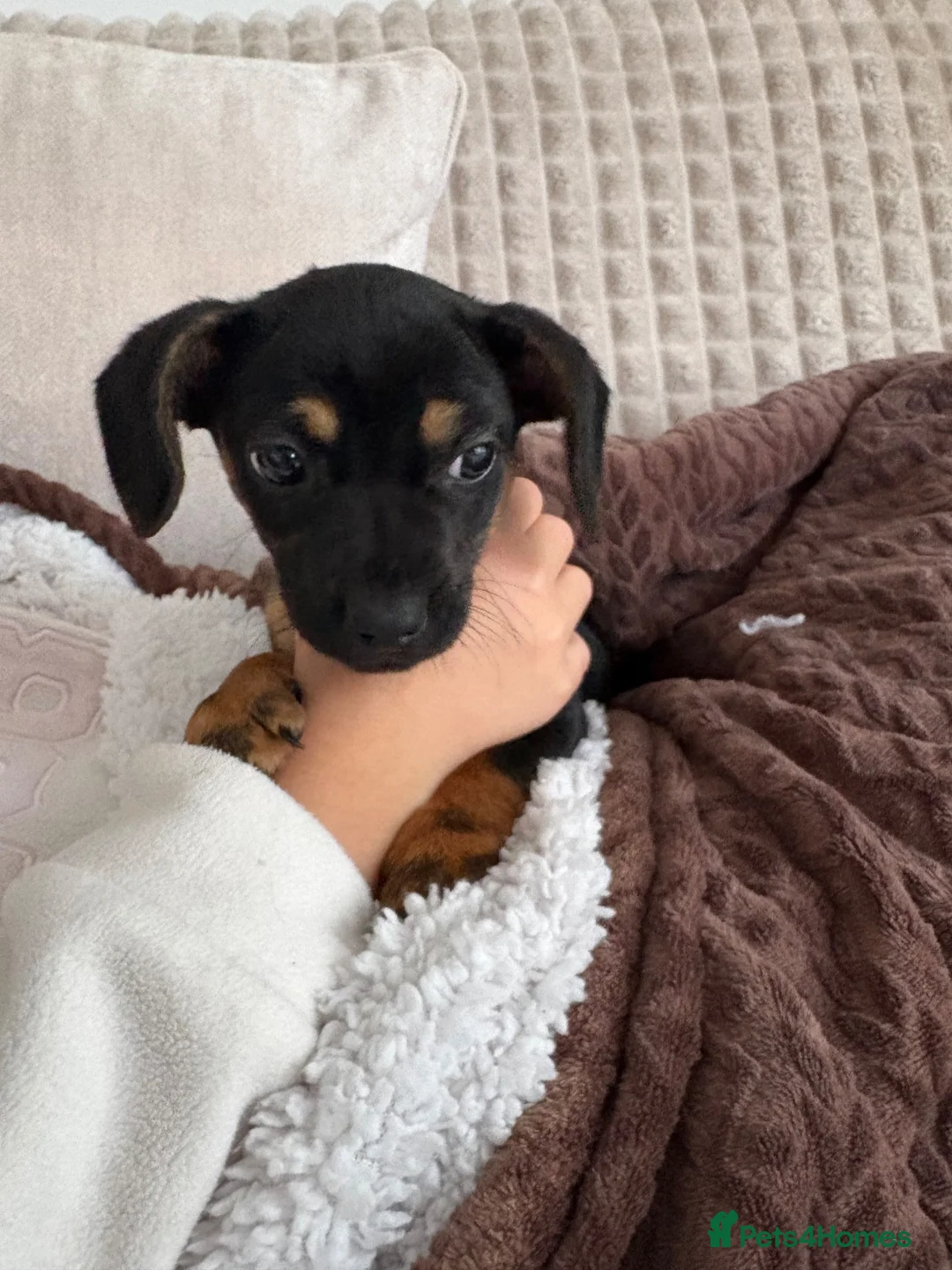 Miniature Dachshund dogs for sale: Very small miniature dachshund girl - Advert 2