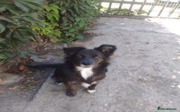 Mixed Breed dogs for adoption: Cute Briggie looking for LOVE - Image 10
