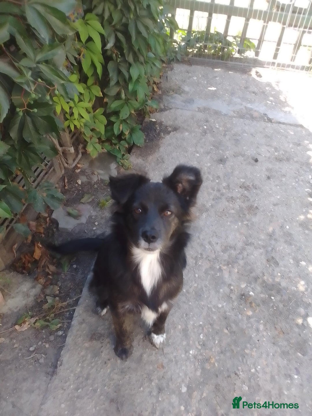 Mixed Breed dogs for adoption: Cute Briggie looking for LOVE - Image 10