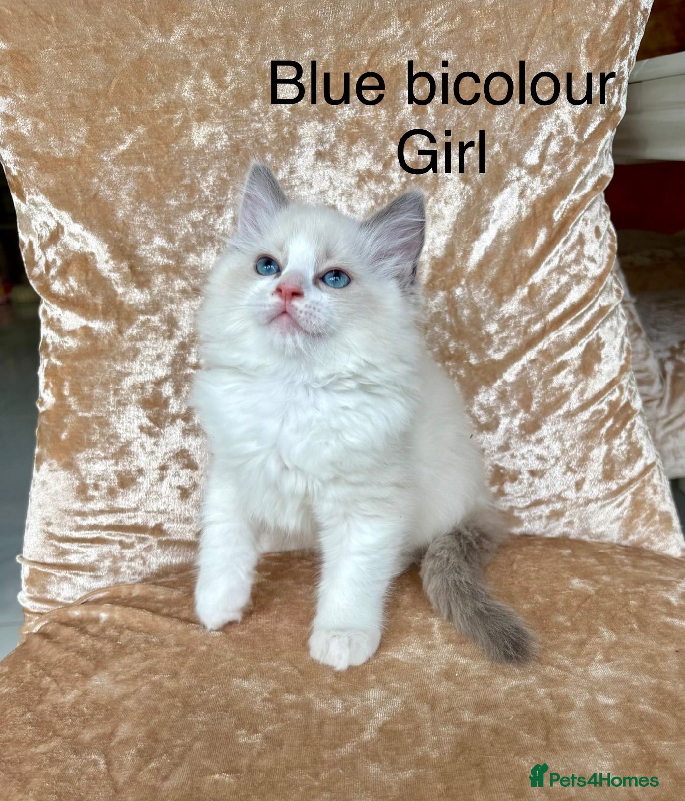 Ragdoll cats Beautiful ragdoll kittens  - Advert 1