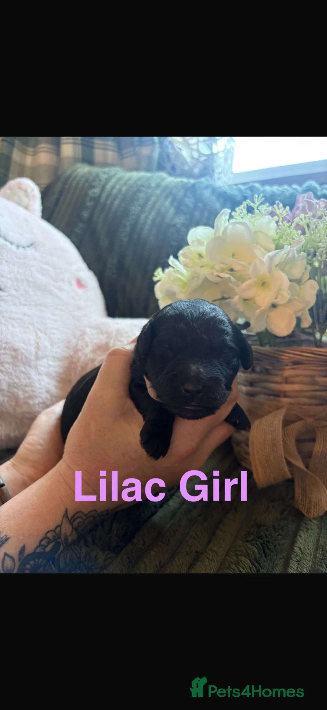 Mini Goldendoodle dogs for sale: F1 Mini Goldendoodles in Deeside - Advert 2