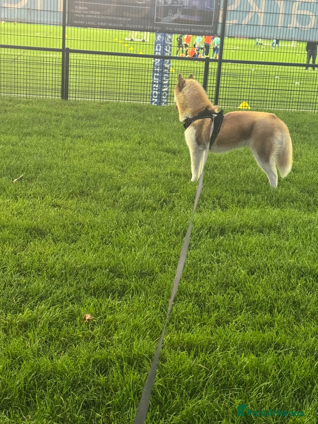 Siberian Husky dogs for sale: Mishka 1 year old Siberian husky  - Image 5