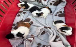 Guinea Pig rodents for sale: Guinea Pigs in Saxmundham - Image 1