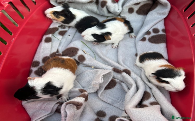 Guinea Pig rodents in Saxmundham - Advert 1
