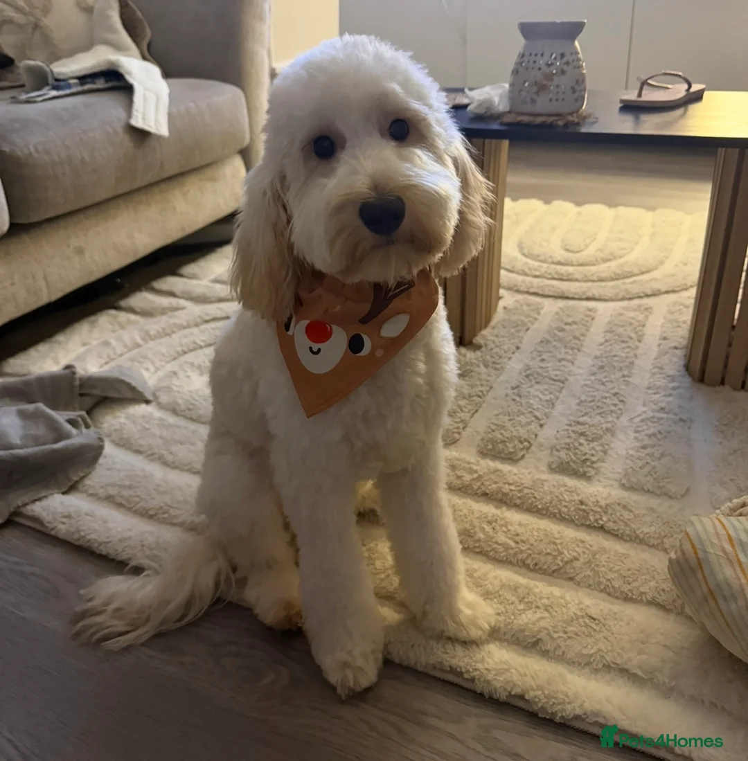 Mixed Breed dogs for sale: 8 month old cavapoo.  - Advert 1