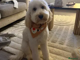 Mixed Breed dogs 8 month old cavapoo. - Advert 6