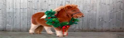 Shetland pony horses for sale: Mini shetland  - Advert 3
