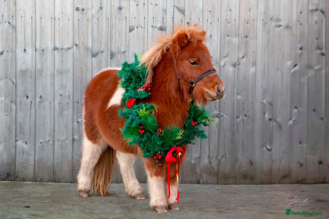 Shetland pony horses for sale: Mini shetland  - Advert 3