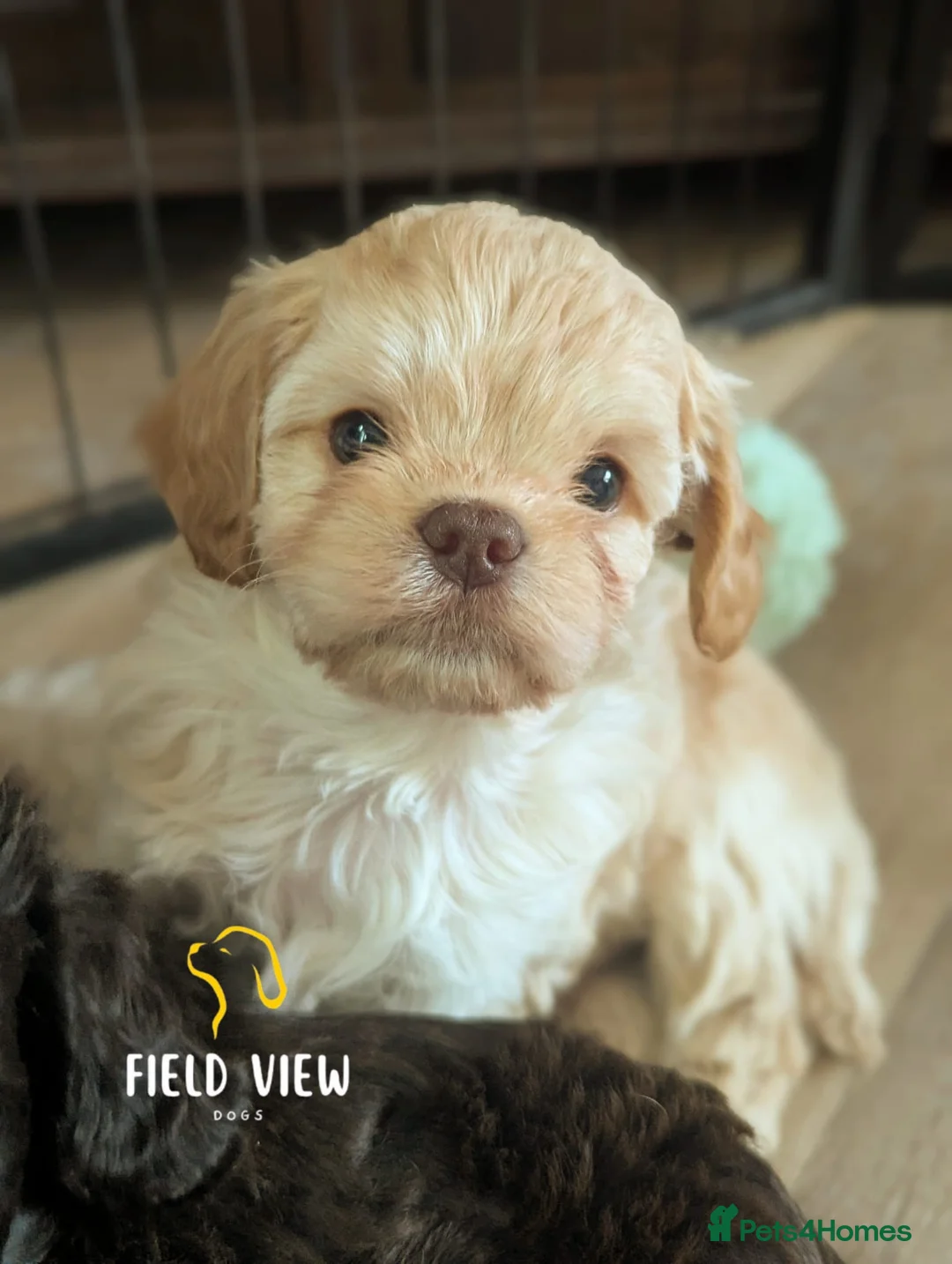 Cavapoo dogs for sale: F1 Cavapoo pups, extensively health tested parents - Advert 2