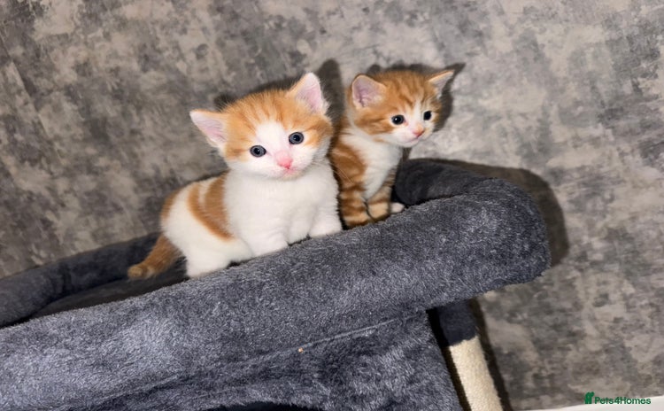 Domestic Shorthair cats - Advert 10