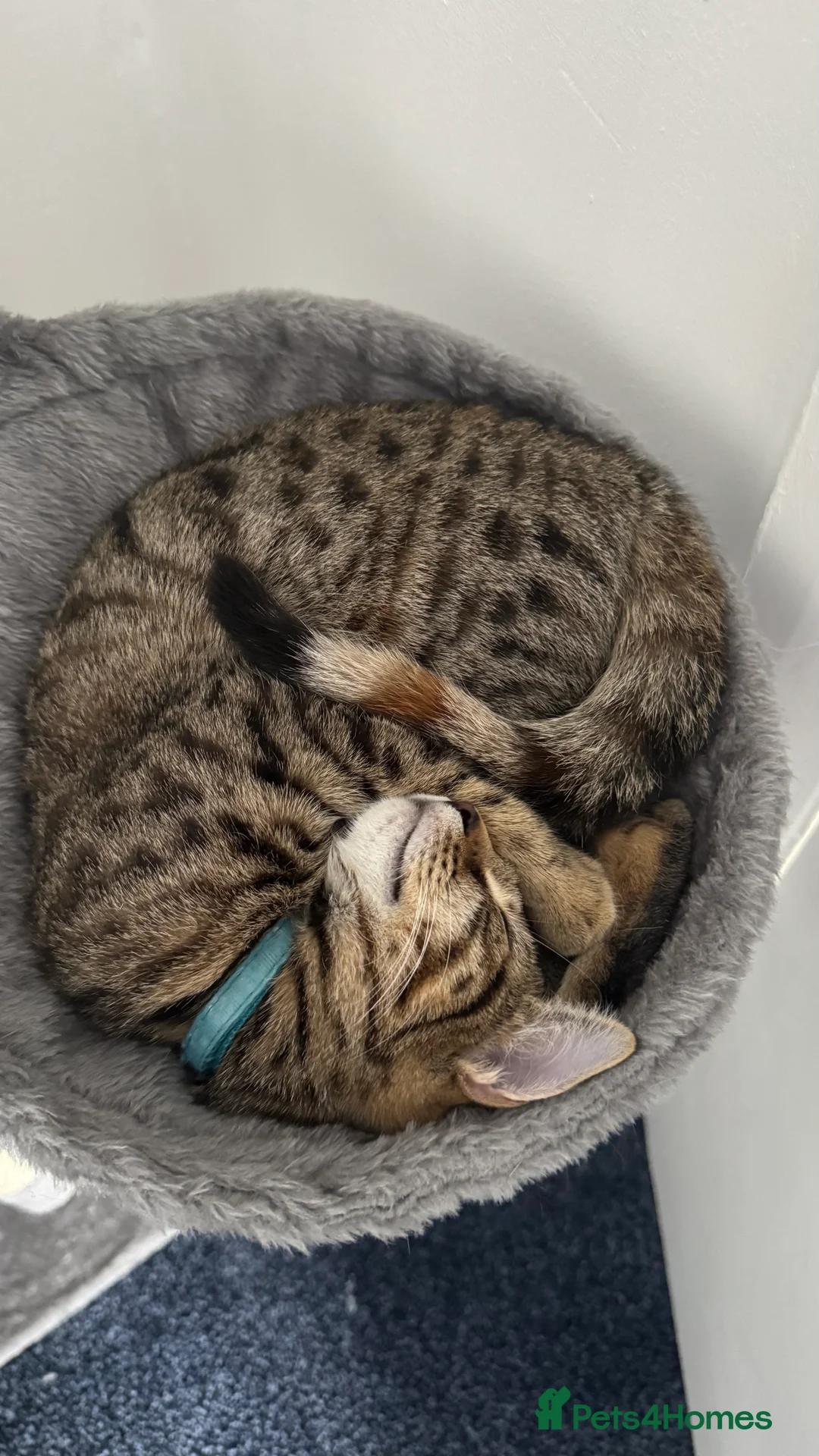 Mixed Breed cats for sale: Young mix tabby kitten - Advert 1