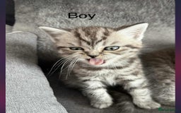 Scottish Fold cats for sale: scottish fold kittens  - Image 35