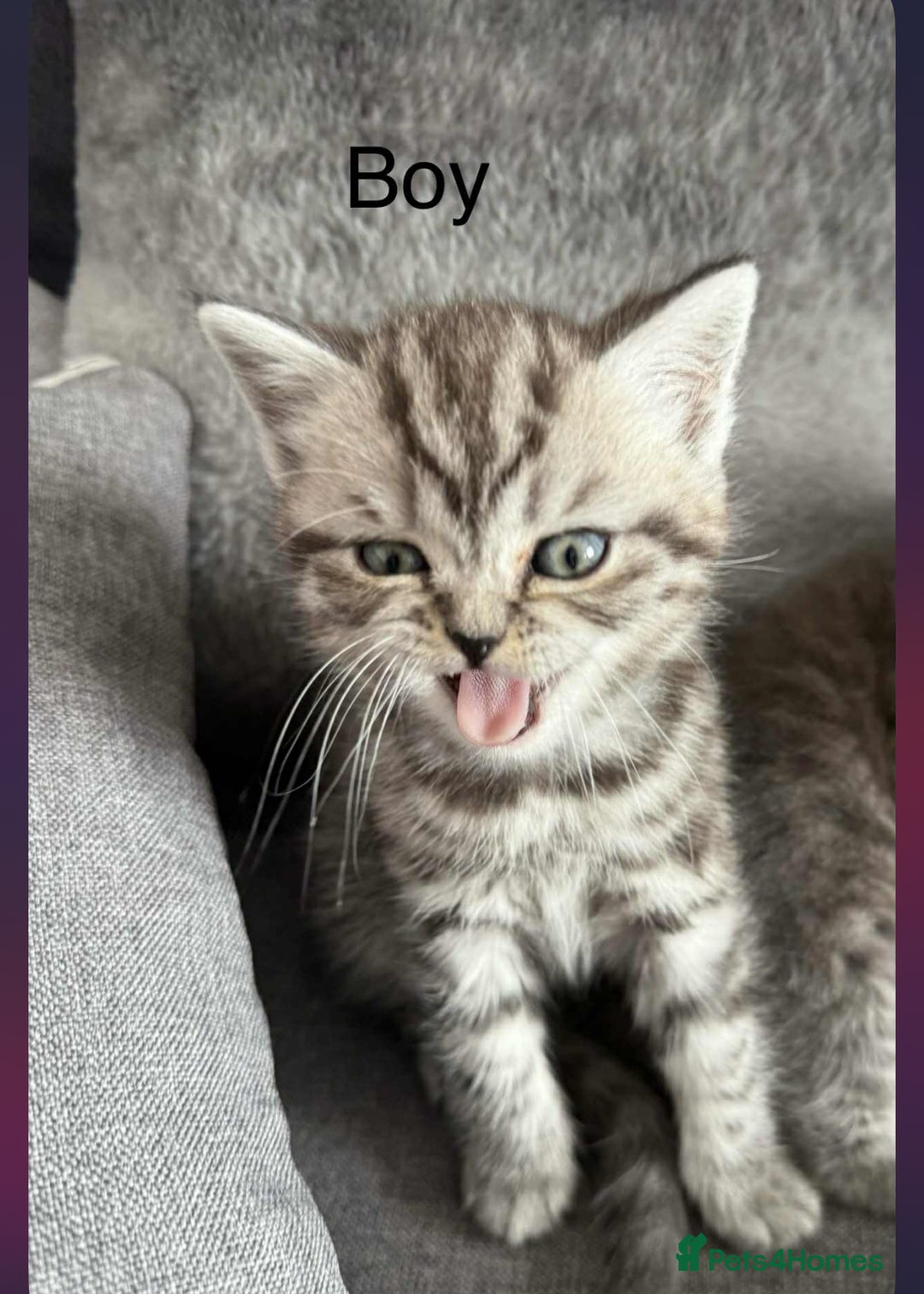 Scottish Fold cats for sale: scottish fold kittens  - Image 35