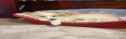 Mixed Breed dogs for sale: Loving 5yo girl in Elgin - Advert 4
