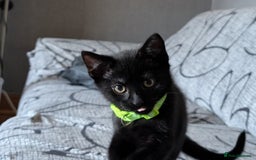 Mixed Breed cats for sale: Beautiful Kittens - Image 21