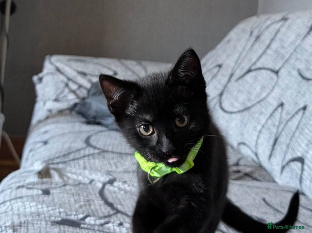 Mixed Breed cats for sale: Beautiful Kittens - Image 21