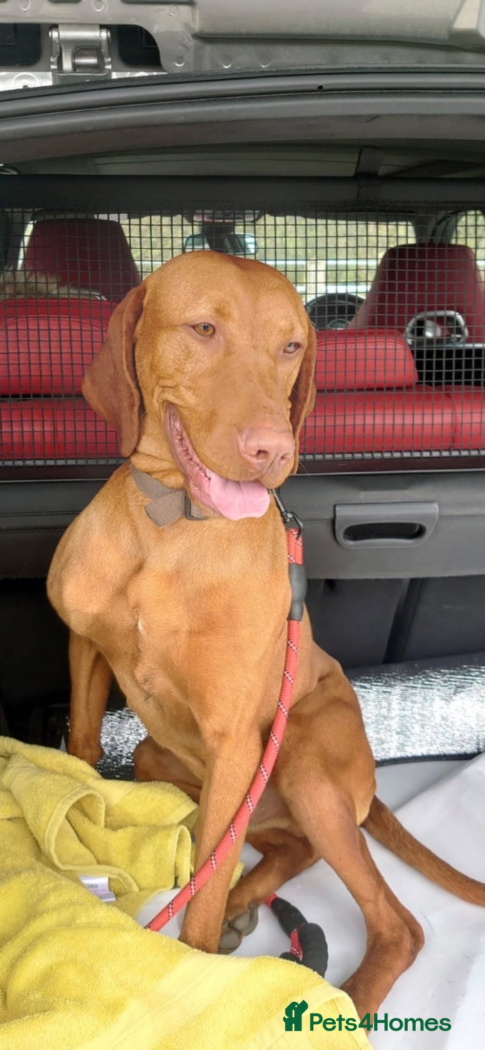 Hungarian Vizsla dogs for sale: Championship Bloodline Pedigree Hungarian Vizsla - Advert 20