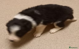 Border Collie dogs for sale: Border Collies for sale - Image 33
