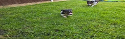 Jack Russell dogs for sale: Short haired Jack Russell puppy - Advert 8