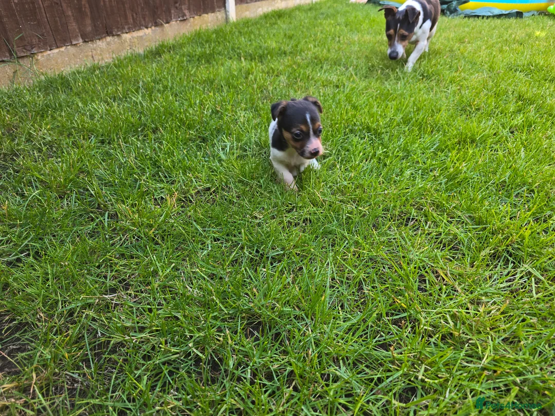 Jack Russell dogs for sale: Short haired Jack Russell puppy - Advert 8