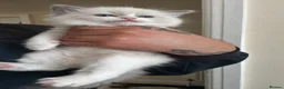 Ragdoll cats for sale: Gorgeous Ragdoll Kittens Looking for Loving Homes - Advert 12
