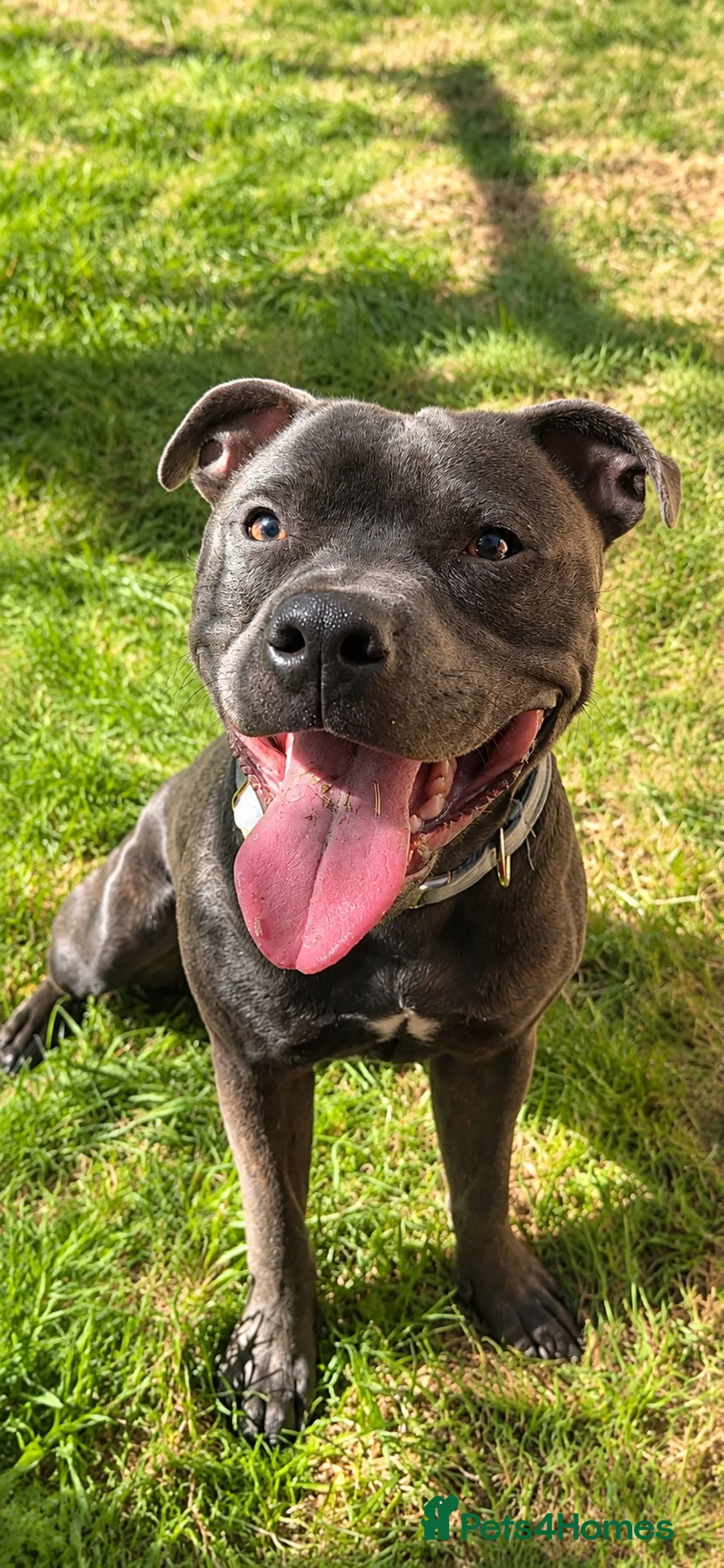 Staffordshire Bull Terrier dogs for sale: 10 month Staffy  - Advert 1