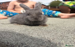 Mini Lop rabbits for sale: Mini Lop baby bunnies  - Image 2