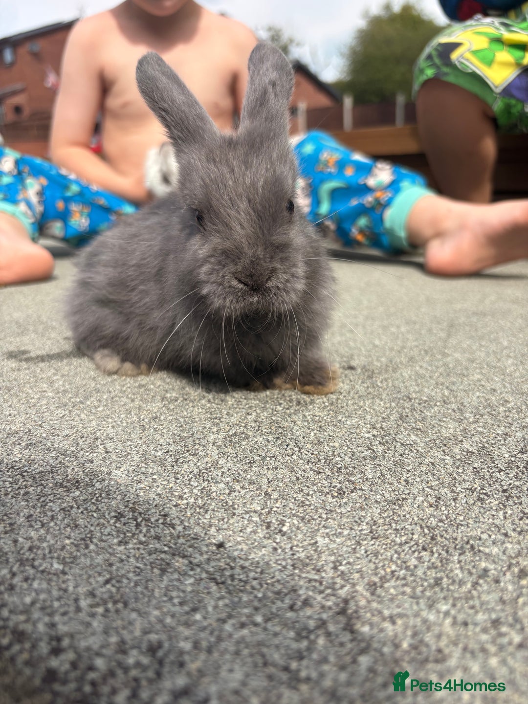 Mini Lop rabbits for sale: Mini Lop baby bunnies  - Image 2