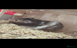 Hamster rodents for sale: Syrian Hamster  - Image 3