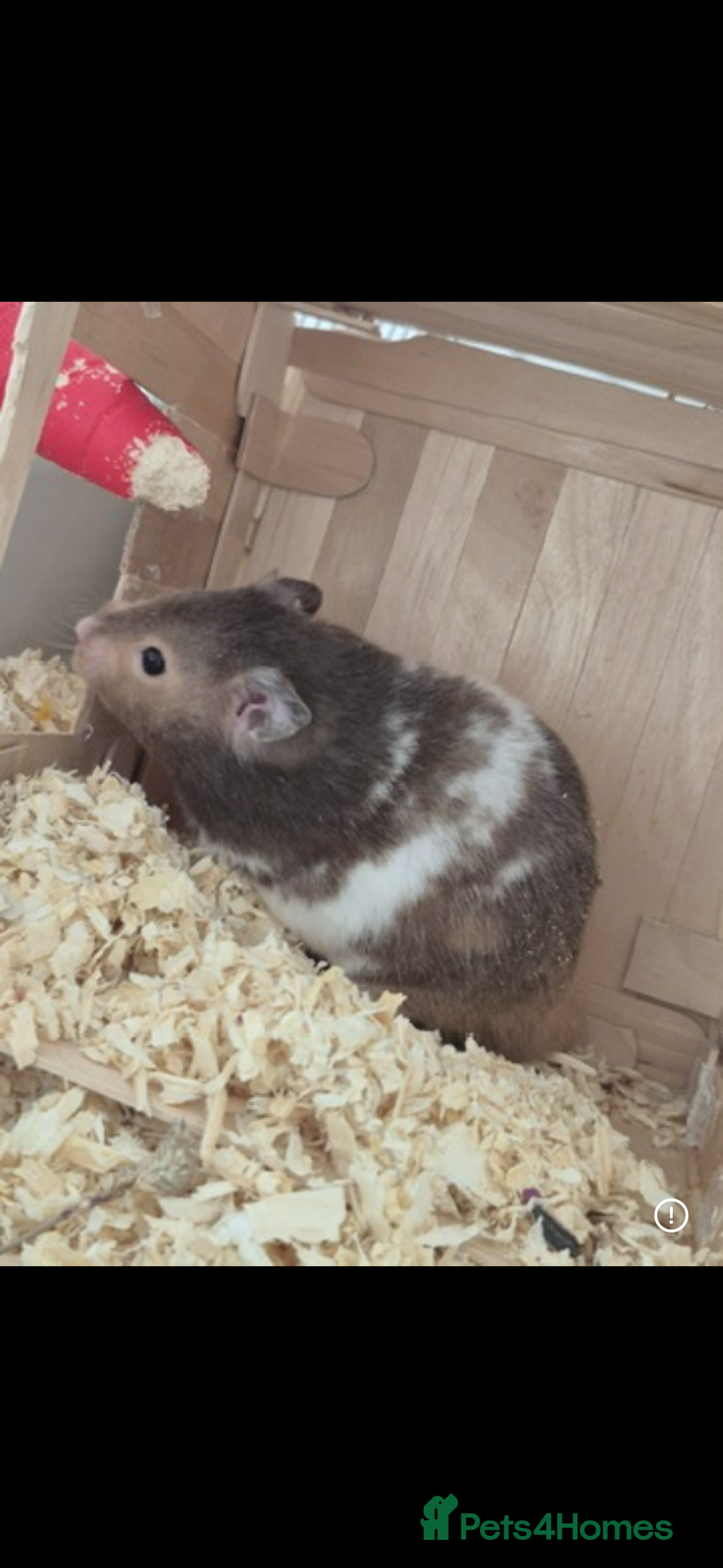 Hamster rodents for sale: Syrian Hamster  - Image 3