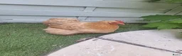 Chickens poultry for sale: APHA registered hatching eggs  CHICKS available  - Advert 2