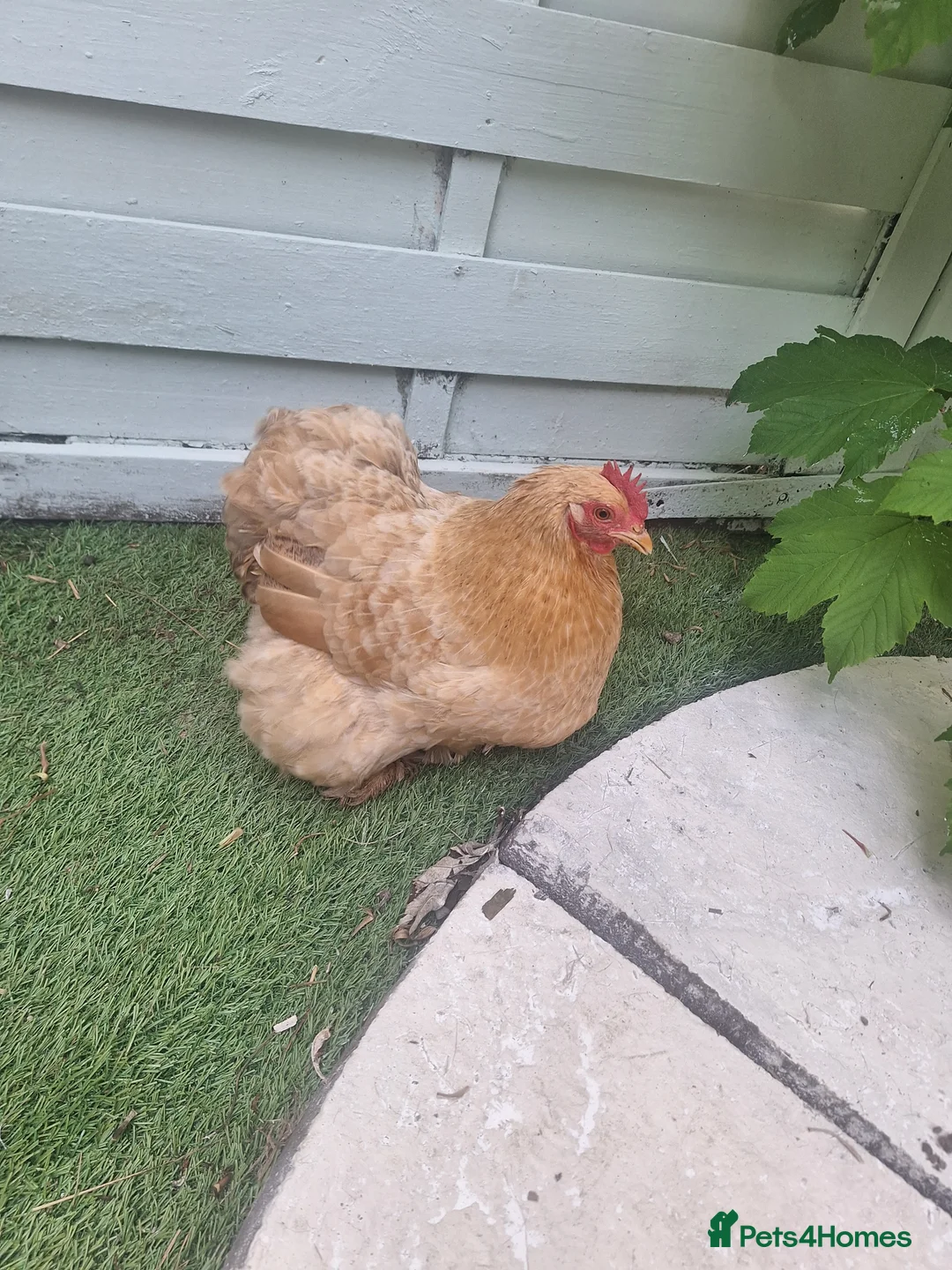 Chickens poultry for sale: APHA registered hatching eggs  CHICKS available  - Advert 2