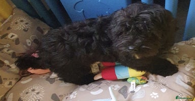 Cockapoo dogs - Advert 5