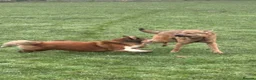 Mixed Breed dogs for adoption: Toffee - Norwich Norfolk  in Norwich - Advert 3