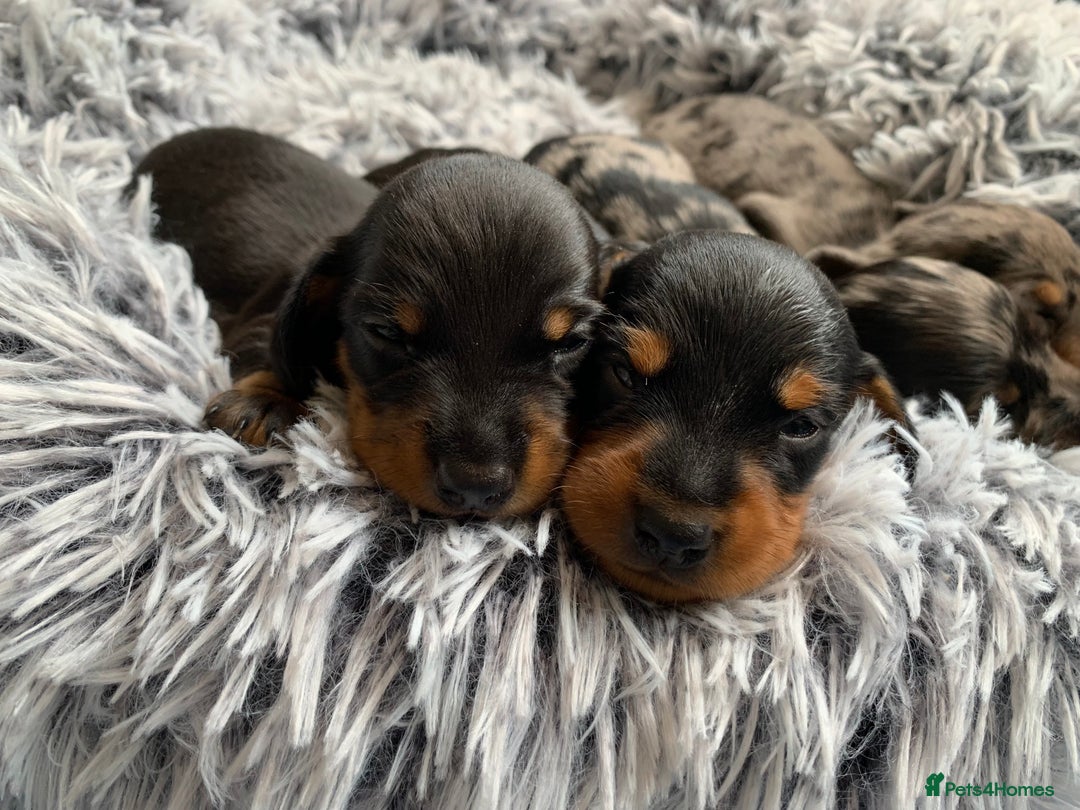 Miniature Dachshund dogs for sale: Miniature Dachshund Puppies  - Image 15