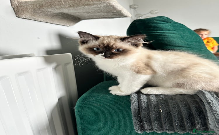 Ragdoll cats - Advert 9