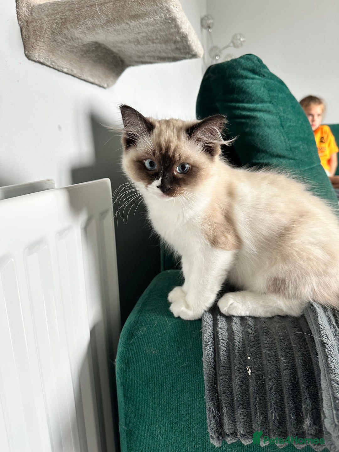 Ragdoll cats for sale: Ragdoll - Image 1