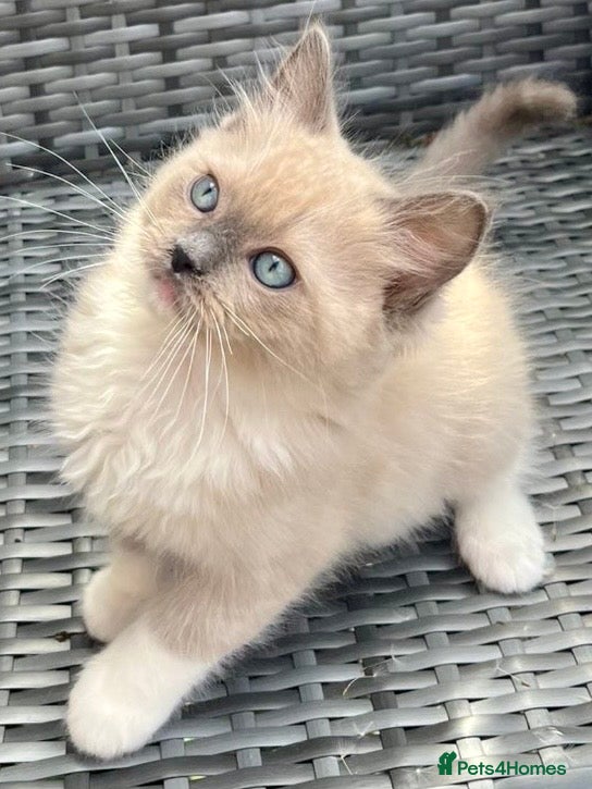 Ragdoll cats Full Pedigree Mink ragdoll male kitten  - Advert 9