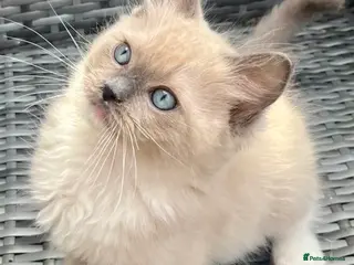 Ragdoll cats Full Pedigree Mink ragdoll male kitten - Advert 9