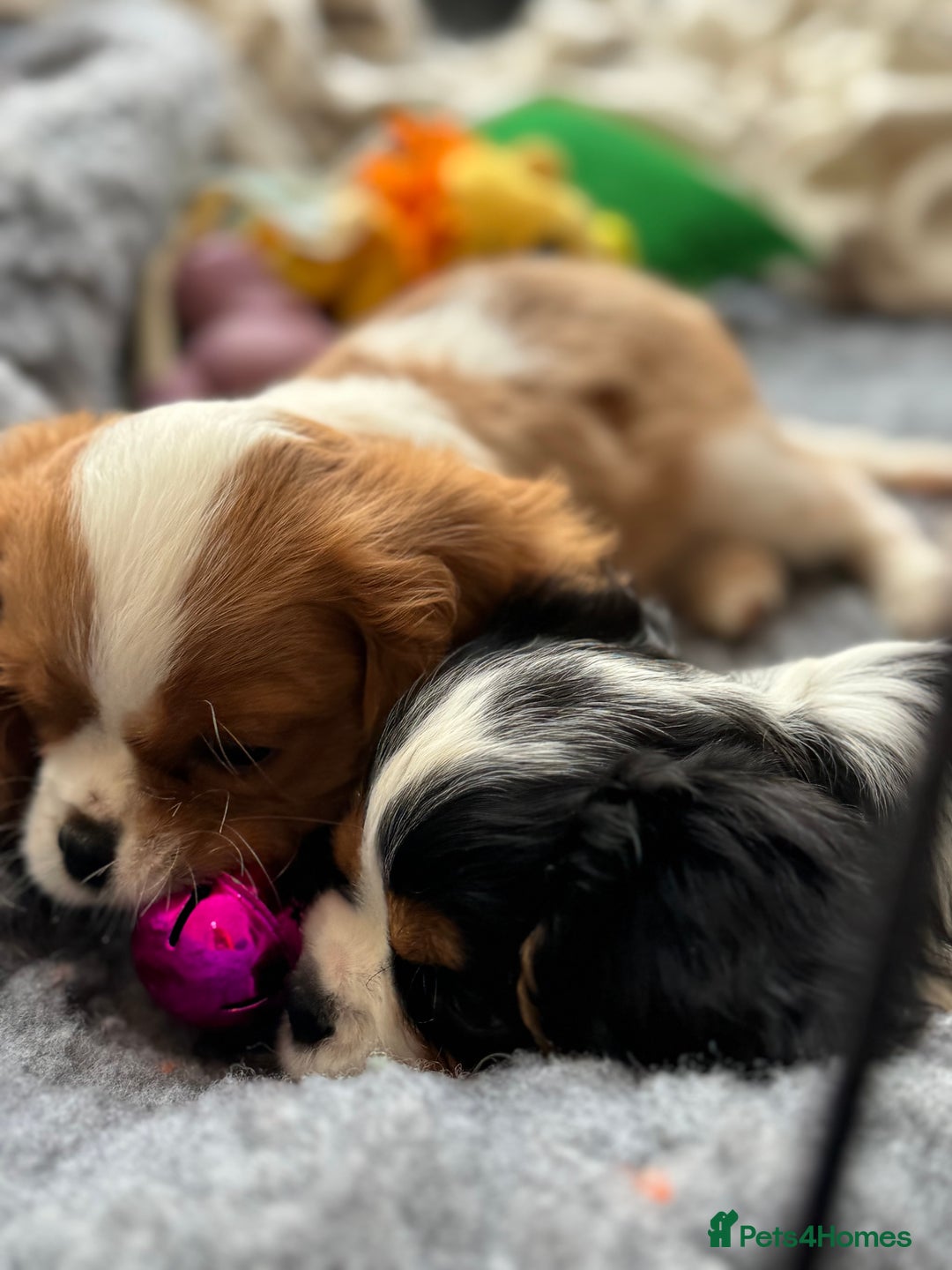Cavalier King Charles Spaniel dogs for sale: One TRI GIRL just become available !  - Image 8