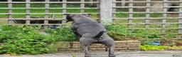 Staffordshire Bull Terrier dogs for stud: Male for Stud - "Sexy Rexy"  in Wolverhampton - Advert 7