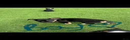 Jack Russell dogs for sale: Beautiful litter of 6 puppies  - Advert 6