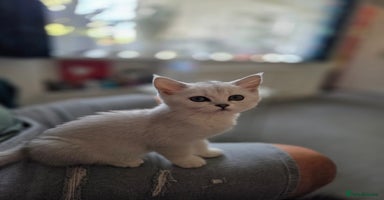 British Shorthair cats - Advert 5
