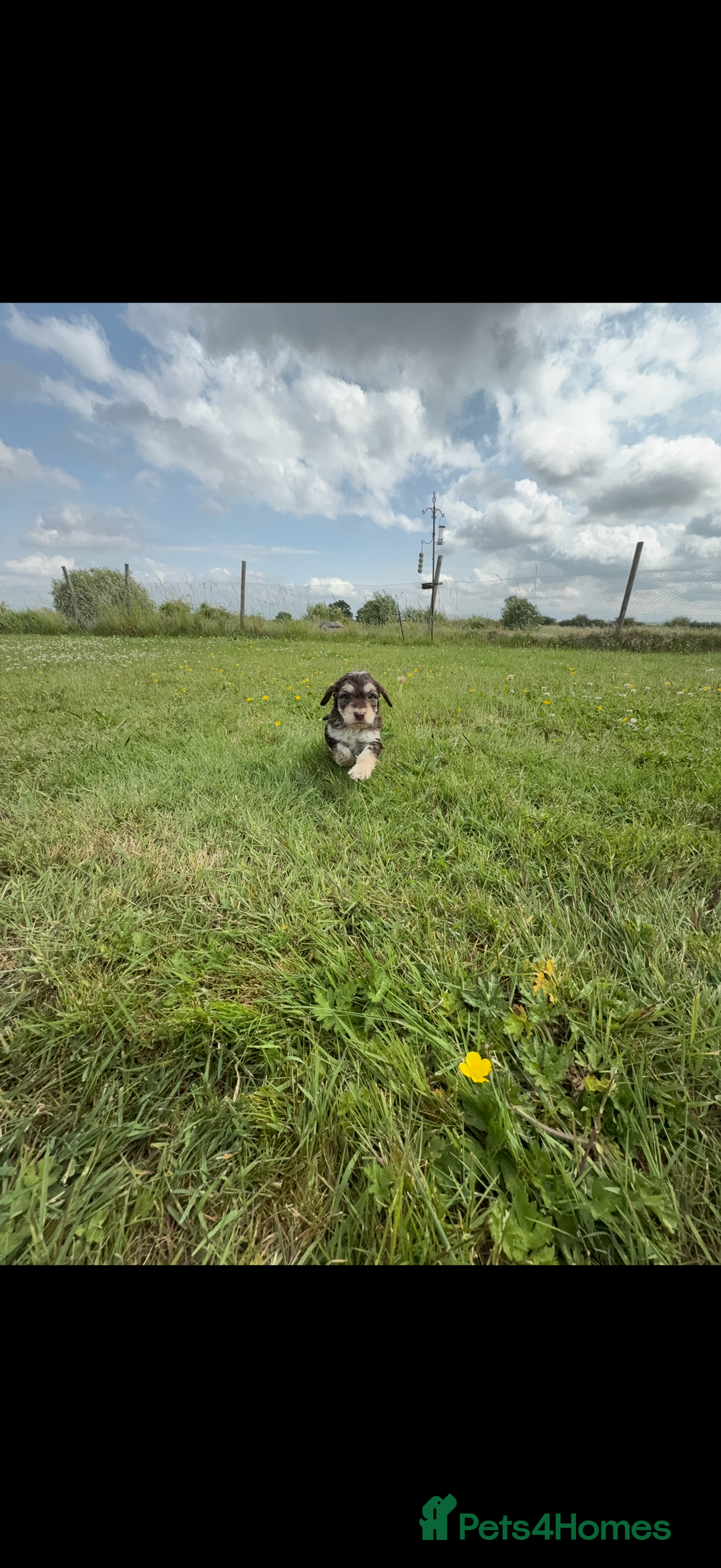 Cockapoo dogs for sale: Beautiful Cockapoo Puppies  - Image 8