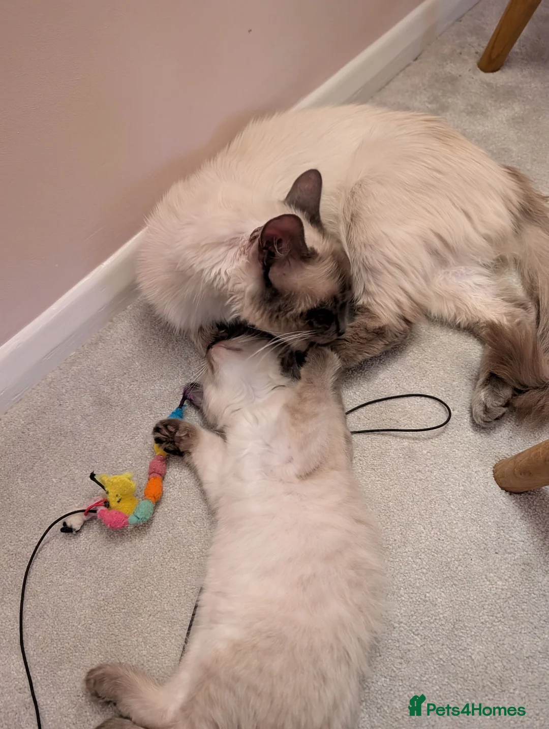 Ragdoll cats for sale: 5 ragdolls ready for their forever home - Advert 34